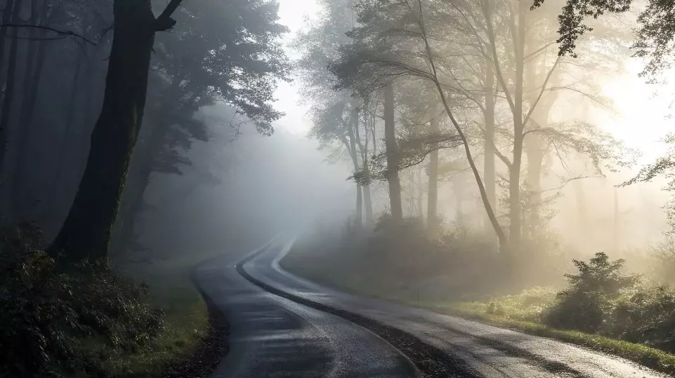 A road through a darkened wood illustrating that cognitive behavioural hypnotherapy can bring light into your life
