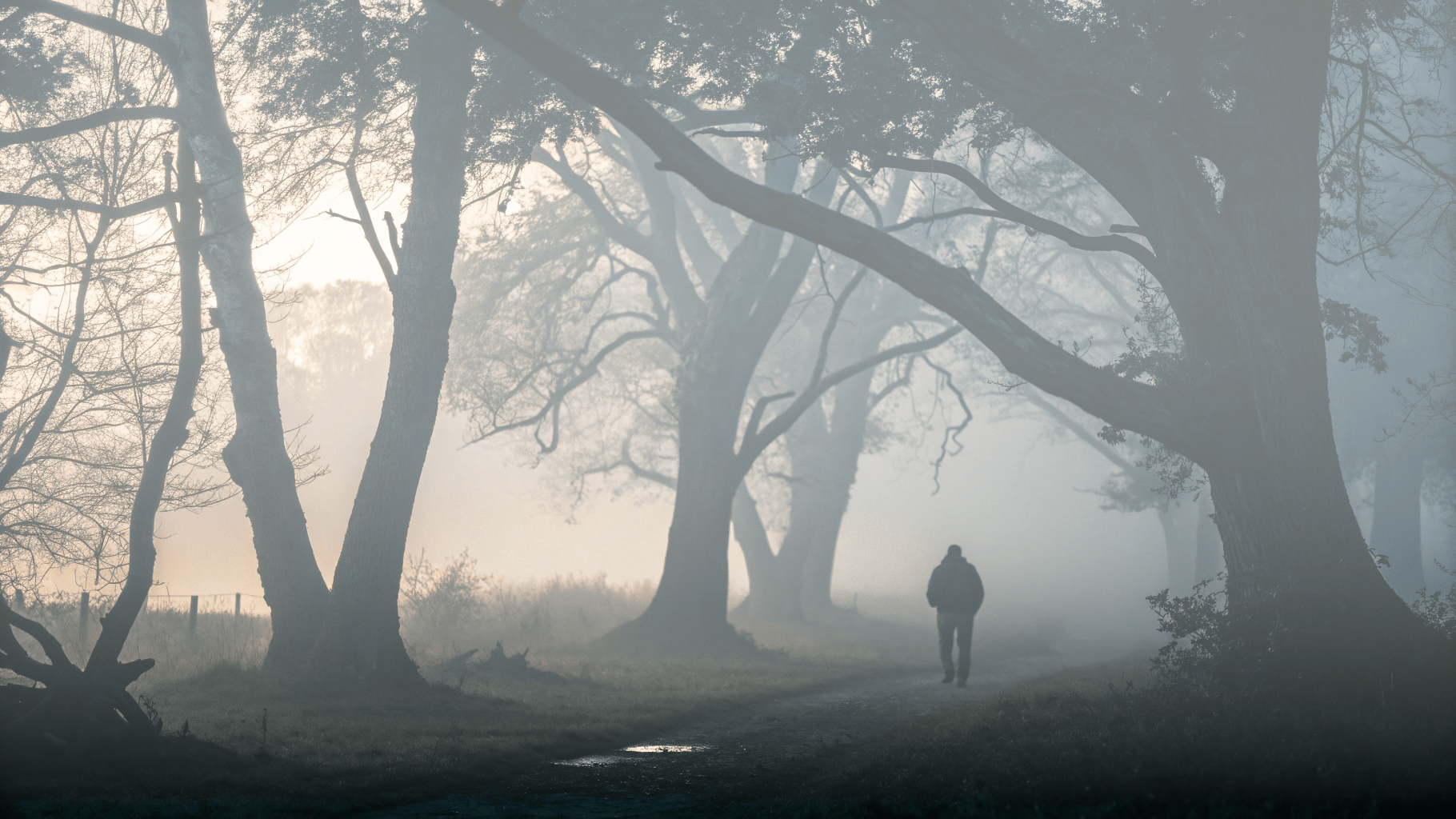forest-imposter a lone figure lost in a foggy forest trying to find a direction to overcome imposter syndrome